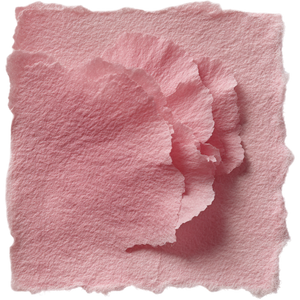 Rose Carnation Bloom